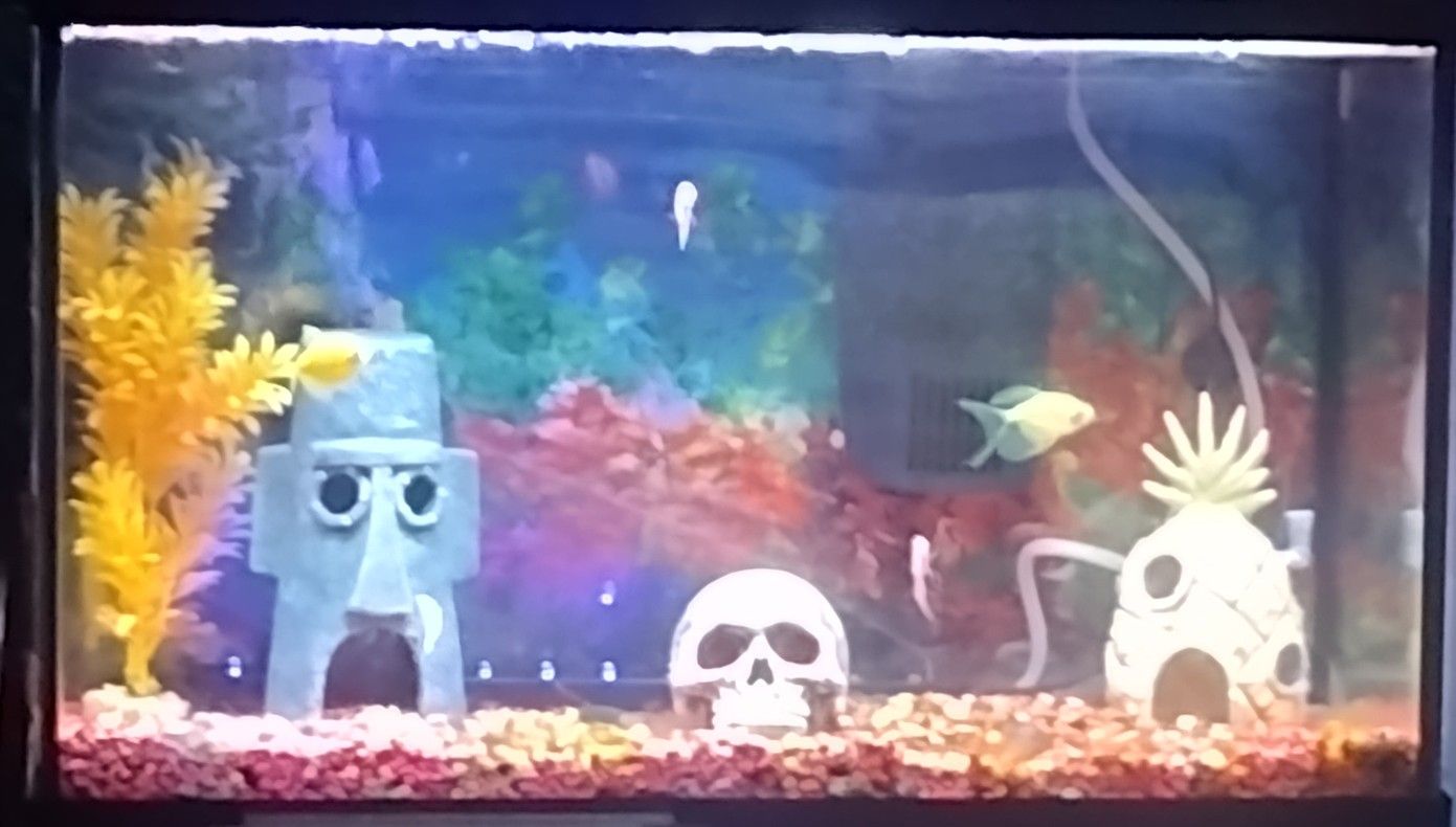 Fish Tank $30