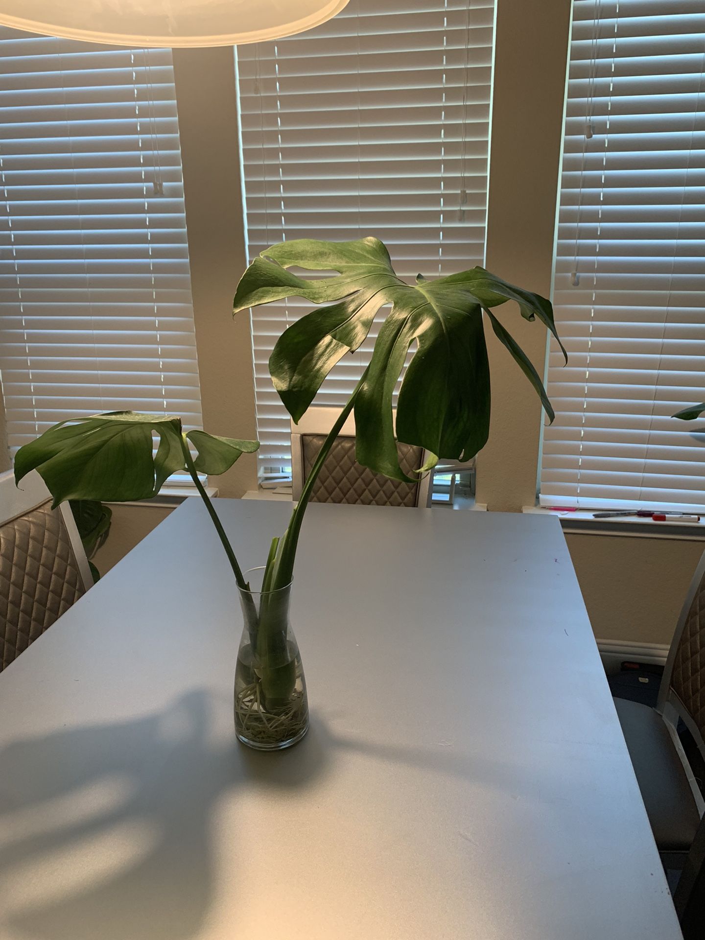 Monstera Cutting Well Rooted
