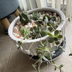 Succulent Bowl