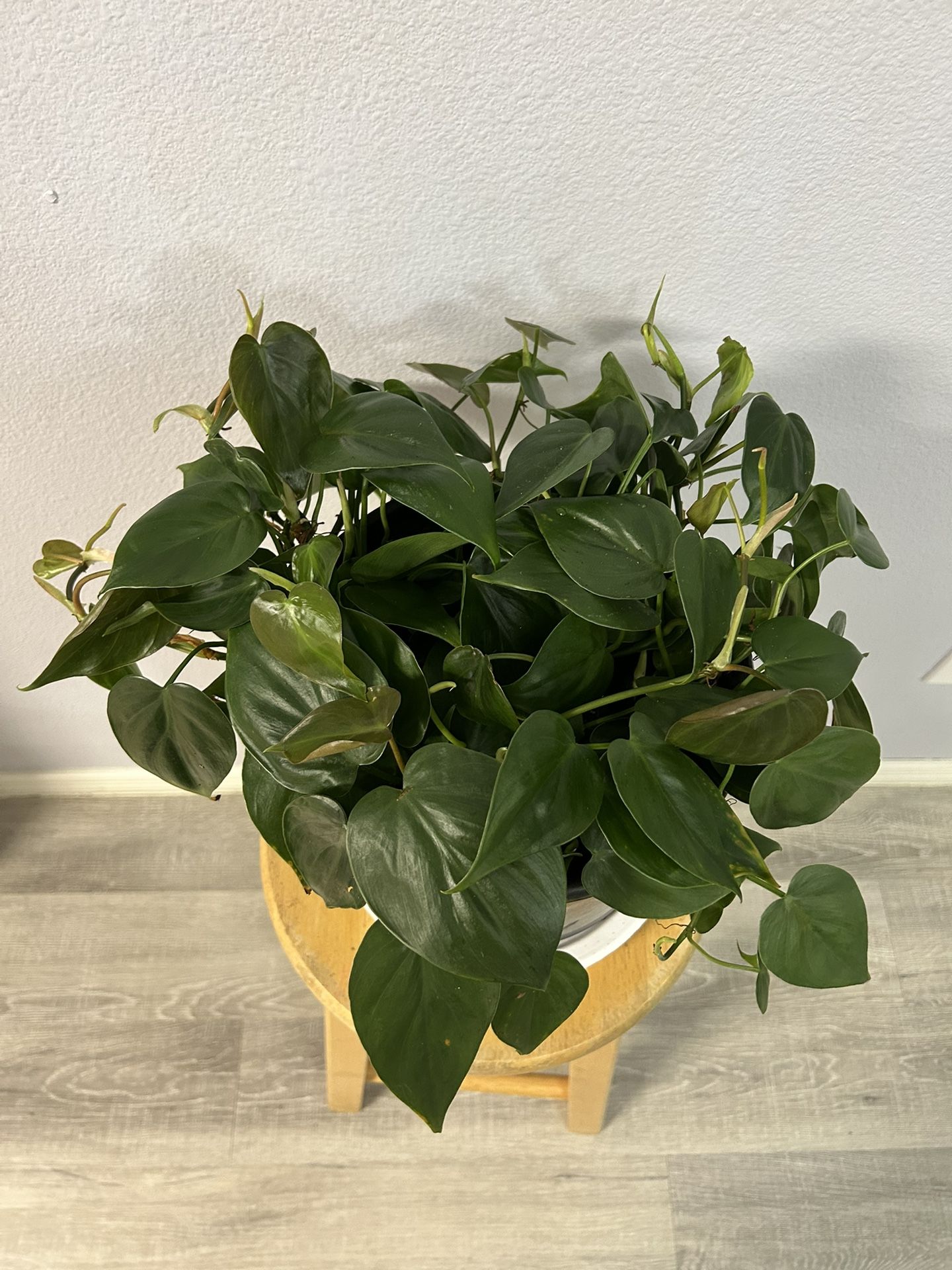 Heart-Leaf Philodendron ( House Plant)