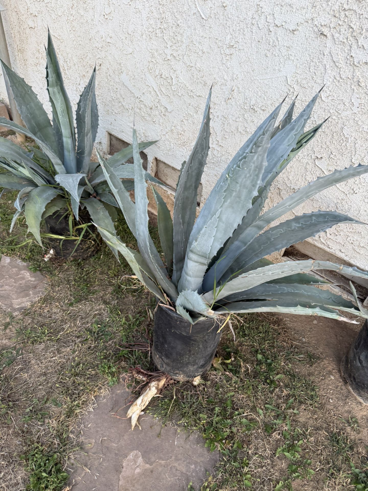 Agave Plant/Maguey