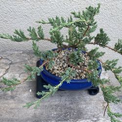 Bonsai Plants $60 Each