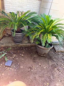 Sago Palm Plants in Decorative Pots – Set of 2