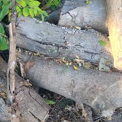 Free Oakwood Bonfire