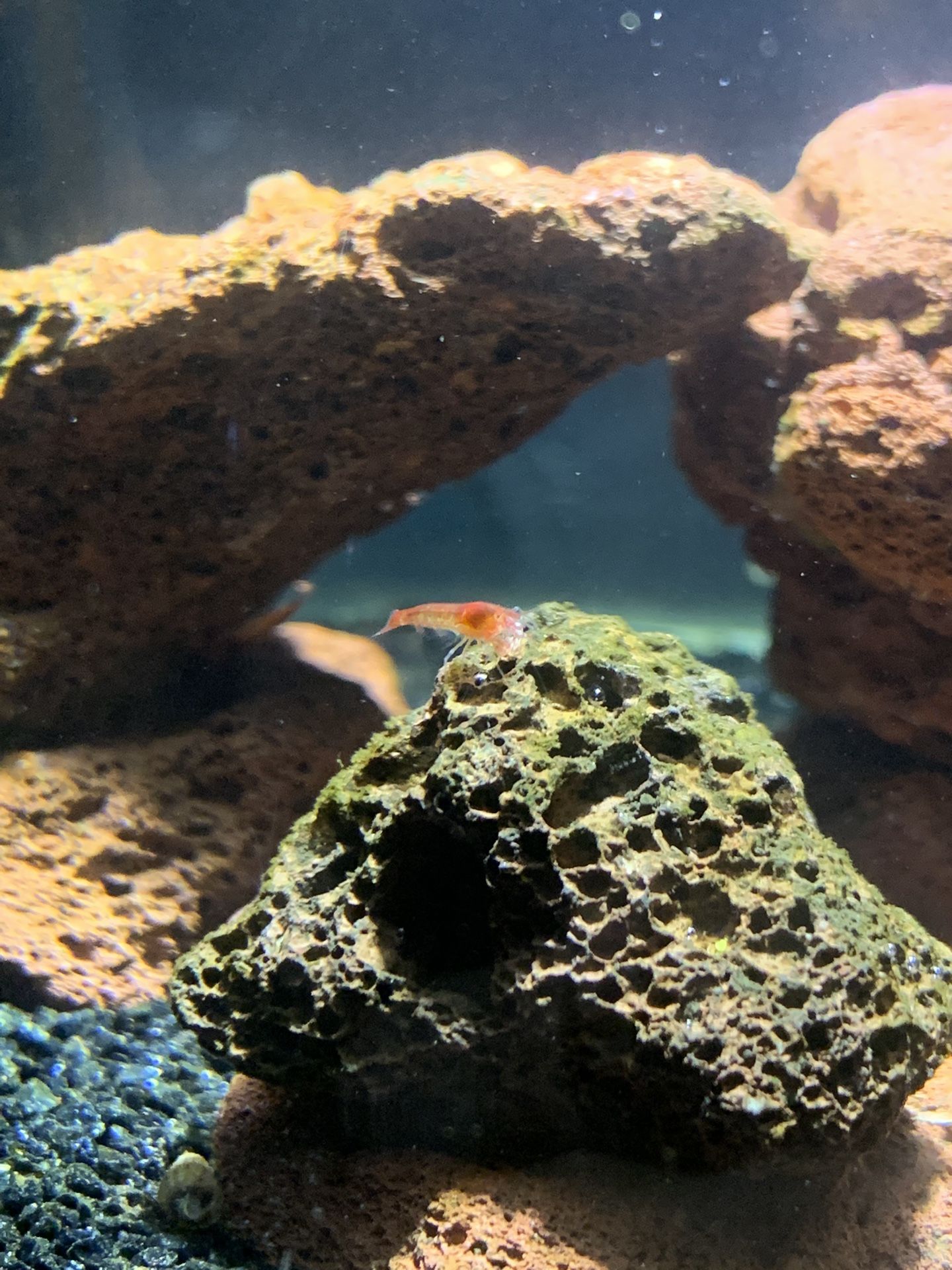 Aquarium Bowl Natural Micro Aquatic Vase for Sale in Anaheim, CA OfferUp