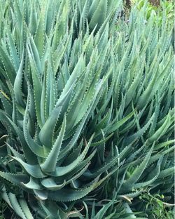 $5 Aloe vera plant