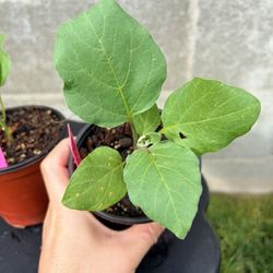 Long purple eggplant starter