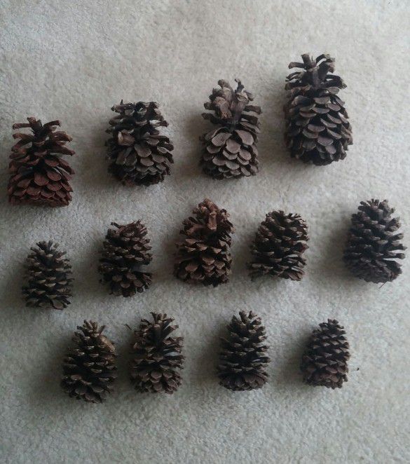 Natural Pine Cones/Lot Of 35/Assorted Sizes 