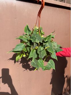 6” Micans philodendron green form different from the regular