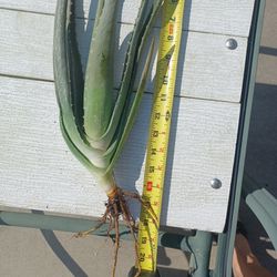 Aloe Plant Only
