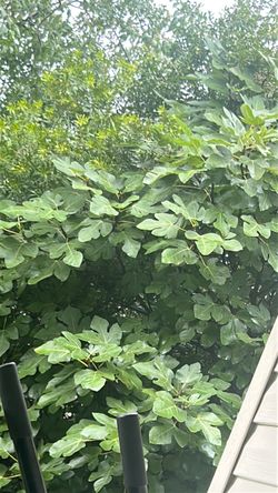Propagated, fig tree limbs