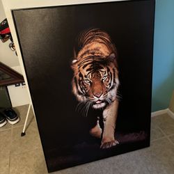 Tiger Picture 