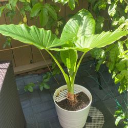 Alocasia Plant