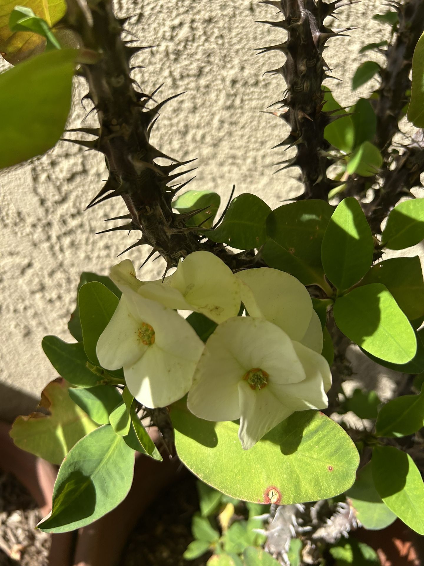 Planta Corona De Cristo