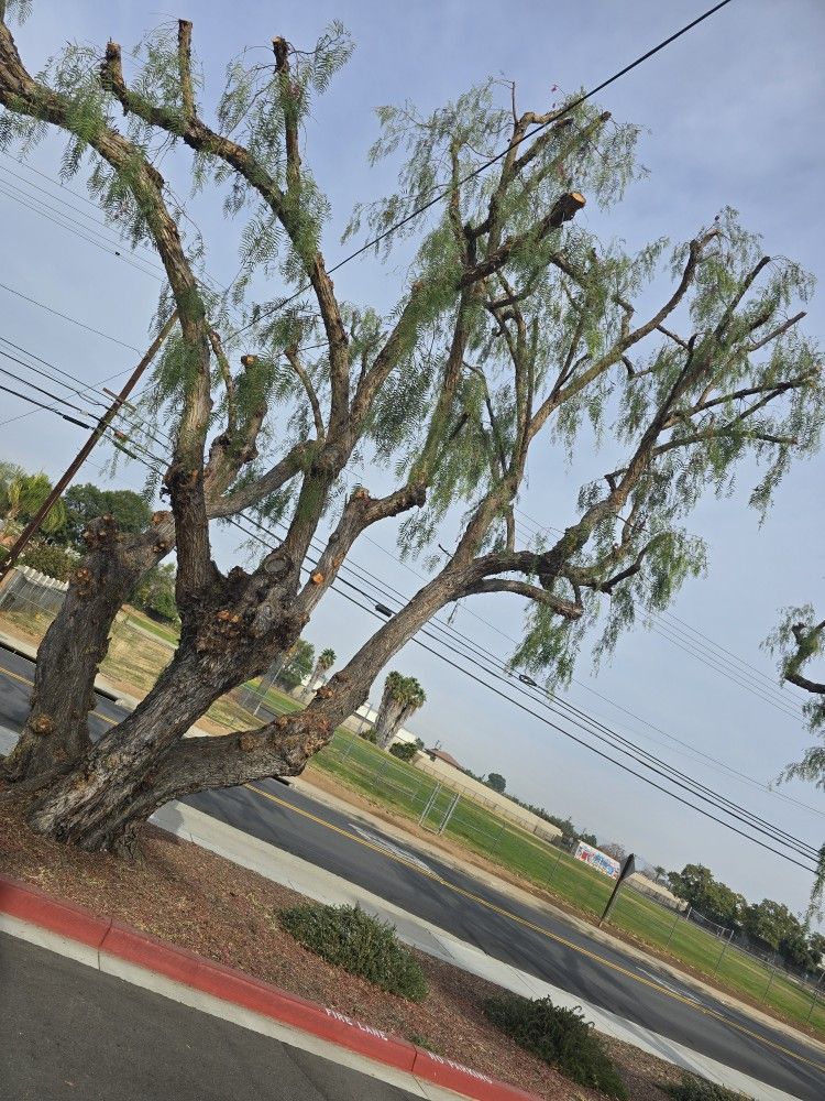 Tree Trimming 🌳