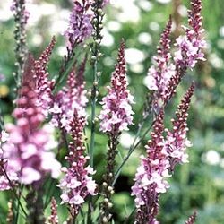 Linum ‘Canon Went’ Perennial Plants 