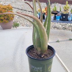 6" Aloe Vera Plant