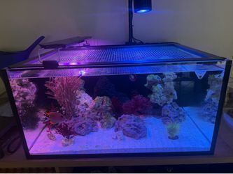 Innovative Marine 25 Gallon Lagoon AIO Aquarium