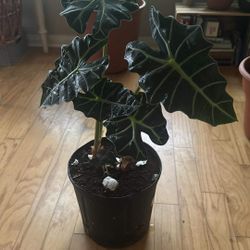 Alocasia Home plant