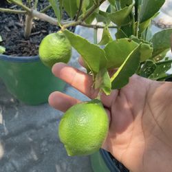 Limón Sin Semilla 😃😃😃🌿🌿🌿🌿