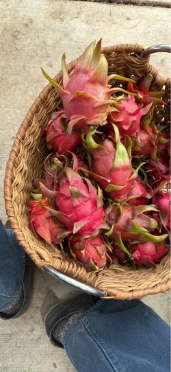 SWEET DRAGON FRUIT