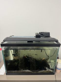 20 gallon fish tank with fish