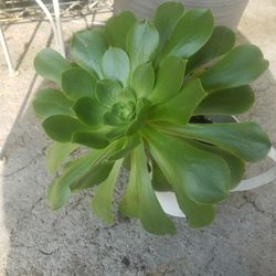 succulent plant