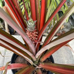cy heart leaf philodendron Heartleaf Philodendron  Hey Rooted