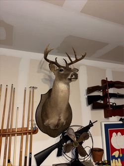 White tail wall mount