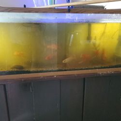 Fish Tank Is About 90 Or More Gallon Of Water 
