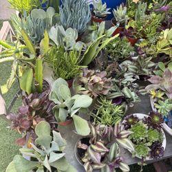 $2 Succulent Pots 