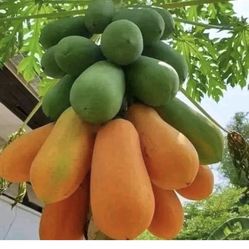 Sweetan Juicy papaya Tree. 