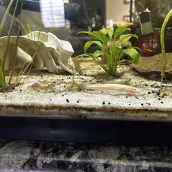 Fake aquarium and supplies