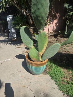 Amazing large cactus in expensive pot