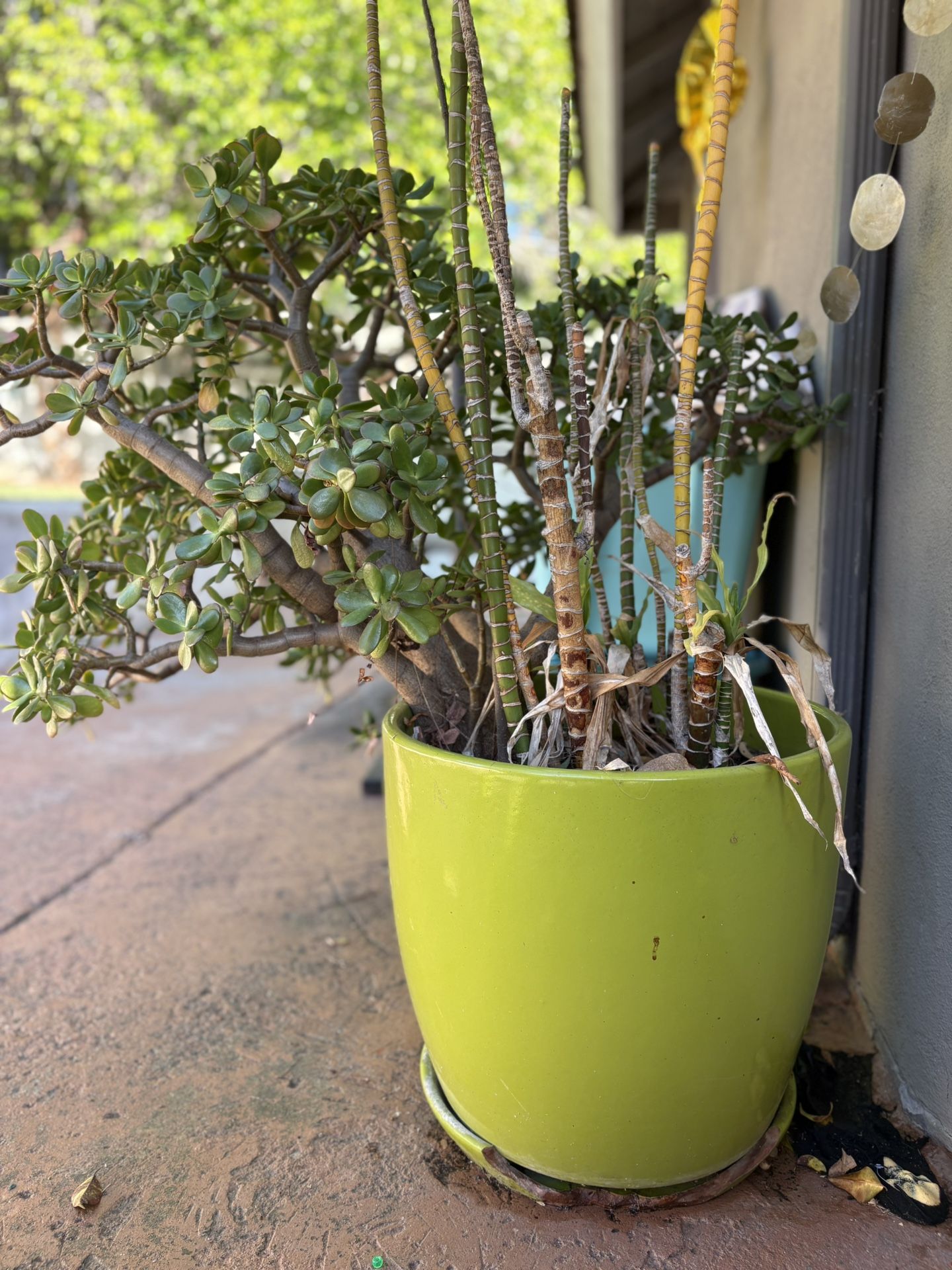 Large Green Pot And Plant