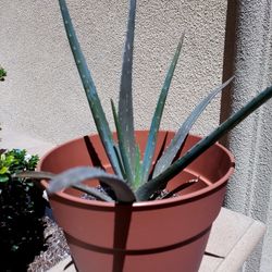 Aloe vera Plant 