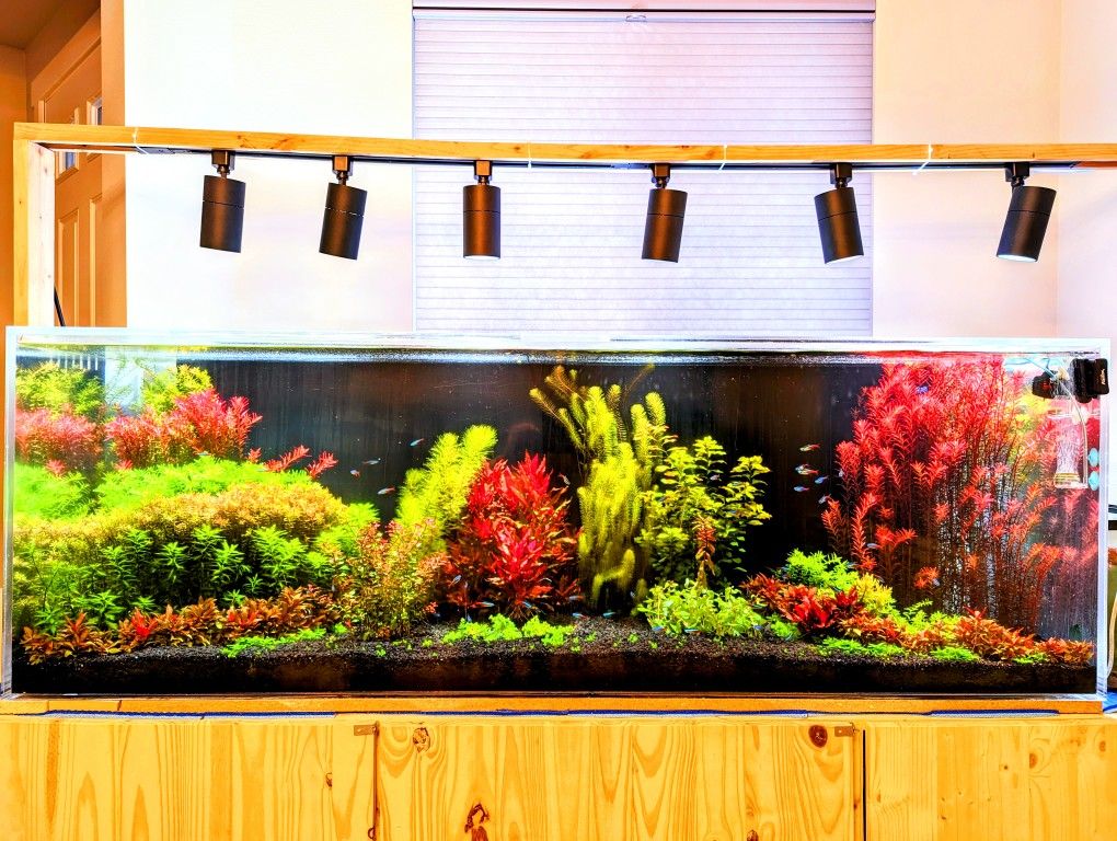 rotala super red