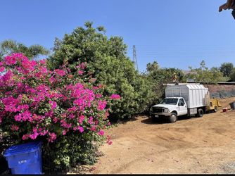 Tree - Palm Care