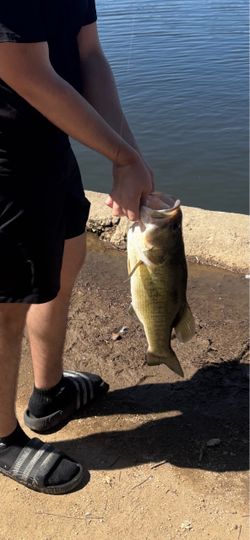 Fishing rods