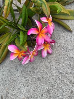 Big cutting plumeria