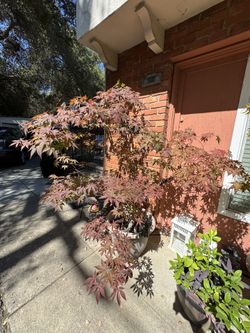Maple and Fruit Tree Sale