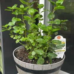 Mint Plant