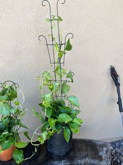Large Pothos Plant with Black Metal Trellis