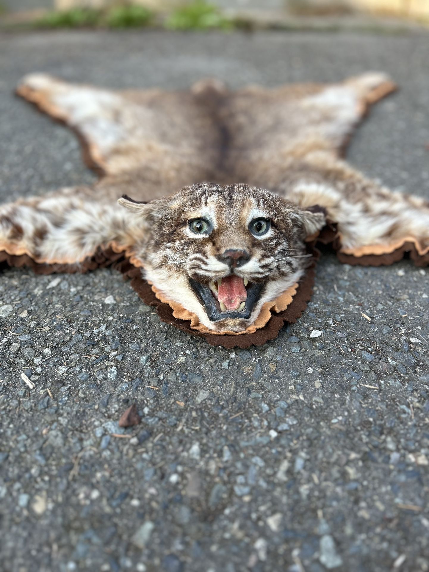 TAXIDERMY xxLarge Western BOBCAT or Lynx Cat, Fur/Hide/Skin/Pelt/RUG, All feet