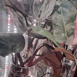 Pink Princess Philodendron Cuttings