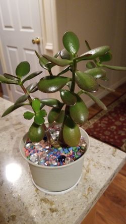 Mature large jade money tree plant succulent