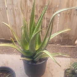 Savila    Mide  2 Pies  Enmaseta  8 Galones