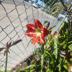 Amaryllis  In Blooming Stages