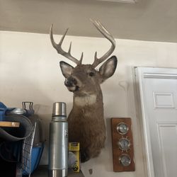 Deer Mount