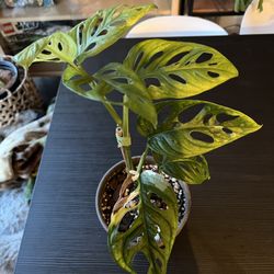 7 Leaf Albo Monstera Adansonii In Terracotta 